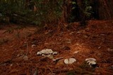 Clitocybe subconnexa image
