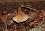 Tapinella panuoides image