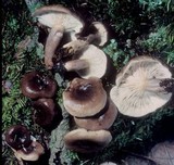 Lactarius mucidus var. mucidioides image