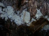 Amphinema byssoides image