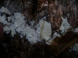 Amphinema byssoides image