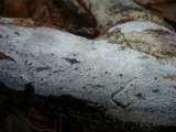 Peniophorella praetermissa image