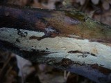 Hyphodontia alutaria image