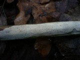 Hyphodontia alutaria image