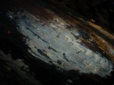 Sebacina epigaea image