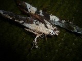 Trechispora mollusca image