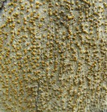 Trypethelium neogalbineum image