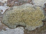 Trypethelium neogalbineum image