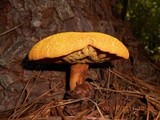 Buchwaldoboletus lignicola image