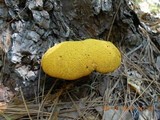 Buchwaldoboletus lignicola image