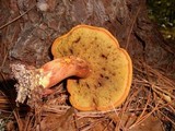 Buchwaldoboletus lignicola image