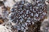 Acarospora glaucocarpa image