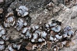 Acarospora glaucocarpa image