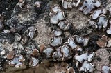Acarospora glaucocarpa image