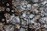 Acarospora glaucocarpa image