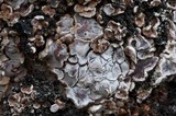 Acarospora glaucocarpa image