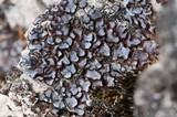 Acarospora glaucocarpa image