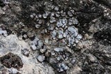 Acarospora glaucocarpa image
