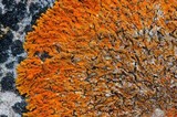 Xanthoria sorediata image