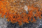 Xanthoria sorediata image