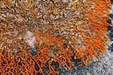 Xanthoria sorediata image