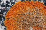 Xanthoria sorediata image