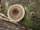 Lentinus berteroi image