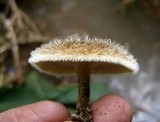Lentinus berteroi image