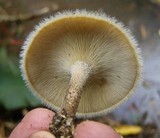Lentinus berteroi image
