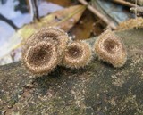 Lentinus berteroi image