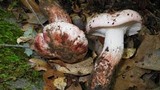 Hygrophorus russula image