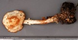 Cystolepiota hetieri image