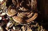 Ganoderma lobatum image