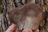 Ganoderma lobatum image