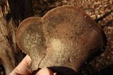 Ganoderma lobatum image