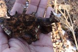 Royoporus badius image