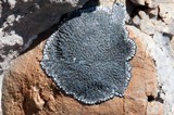 Sporastatia testudinea image