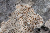 Protoblastenia incrustans image