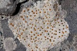 Protoblastenia incrustans image