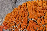 Xanthoria elegans image