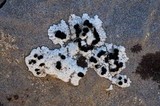 Rhizocarpon chioneum image