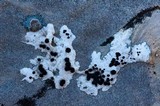 Rhizocarpon chioneum image