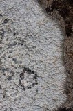 Image of Aspicilia candida