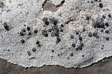Aspicilia candida image