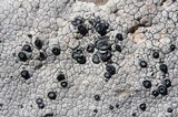 Aspicilia candida image