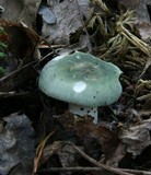Russula crustosa image