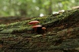 Callistosporium purpureomarginatum image
