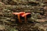 Callistosporium purpureomarginatum image