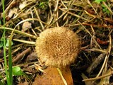 Inocybe hystrix image