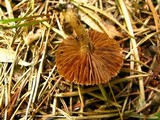 Inocybe hystrix image